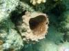 Schnorcheltraum Lahami Bay Schnorcheltraum Lahami Bay