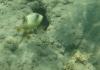 Schnorcheltraum Lahami-Bay Schnorcheltraum Lahami-Bay