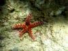 Hurghada-Seestern