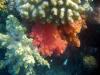 Schnorcheltraum Lahami Bay Schnorcheltraum Lahami Bay