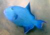 Blaustreifen-Drückerfisch Blaustreifen-Drückerfisch