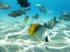 verschiedene Fische