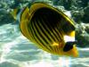 Tabakfalterfische