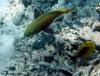 Gelber Fisch und Tabakfalterfisch Gelber Fisch und Tabakfalterfisch