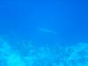 Hai im Roten Meer Hai im Roten Meer