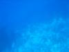Hai im Roten Meer 3 Hai im Roten Meer 3