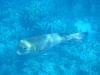 Unbekannter Fisch