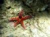 Schnorcheltraum Lahami Bay