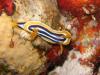 Pyjamanacktschnecke