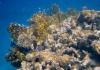 Rotes Meer in Sharm el Naga Rotes Meer in Sharm el Naga