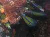 Feuerfisch