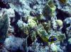 Rotmeer-Anemonenfisch Rotmeer-Anemonenfisch