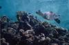 Schildkröte am Panorama Reef Schildkröte am Panorama Reef