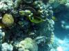 Tabakfalterfisch und andere