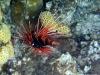 Rotfeuerfisch 2 Rotfeuerfisch 2