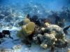Viele verschiedene Fische beim Fressen Viele verschiedene Fische beim Fressen