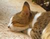 El Gezira Garden Hauskatze El Gezira Garden Hauskatze