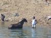 RoĂź und Reiter bei der Waschung RoĂź und Reiter bei der Waschung
